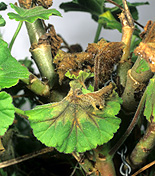 Disease, diseases, mould, grey, GREY MOULD, BOTRYTIS CINEREA, botrytis, cinerea, pelargonium, pelargoniums, geranium, geraniums.