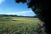 Farming, Farmland, farm, farms, Agriculture, rural, rural scene, rural scenes, crop, crops, wheat, wheat crop, wheat crops.