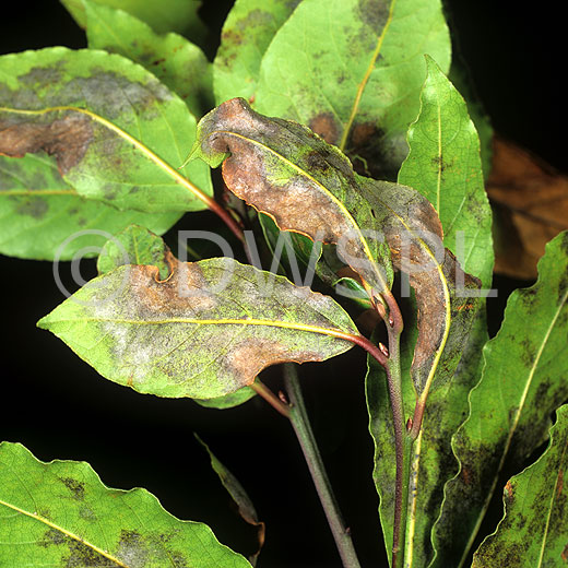 POWDERY MILDEW ON SWEET BAY LAUREL (LAURUS NOBILIS)