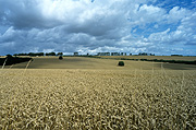 Farming, Farmland, farm, farms, Agriculture, rural, rural scene, rural scenes, crop, crops, wheat, wheat crop, wheat crops.