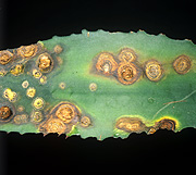 Agave, agave americana, americana, anthracnose.