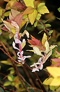Spiraea, japonica, spiraea japonica, goldflame, mildew, powdery, powdery mildew.