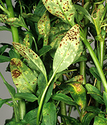 Disease, diseases, ruse, antirrhinum, antirrhinum rust, snapdragon, snapdragons, antirrhinums.