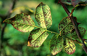 Flower, flowers, rose, roses, rosa, rust, rose rust, disease, diseases.