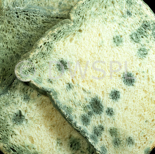 stock photo image: Mould, penicillin, penicillin mould, bread.