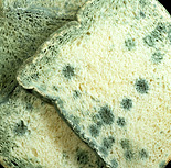Mould, penicillin, penicillin mould, bread.