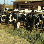 Farming, Farmland, farm, farms, Animal, Animals, Cow, Cows, dairy cow, dairy cows, dairy cattle, cattle, livestock, pen, pens, Friesian, Friesian cow, Friesian cows, Friesian cattle, Holstein Friesian, Holstein Friesian cow, Holstein Friesian cows, Holstein Friesian cattle, rural, grass, rural scene, rural scenes, agriculture, sky, skies, blue sky, blue skies, dairy farm, dairy farms, dairy farming.