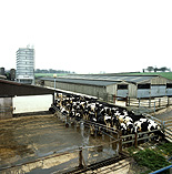 Farming, Farmland, farm, farms, Animal, Animals, Cow, Cows, dairy cow, dairy cows, pen, pens, dairy cattle, cattle, livestock, Friesian, Friesian cow, Friesian cows, Friesian cattle, Holstein Friesian, Holstein Friesian cow, Holstein Friesian cows, Holstein Friesian cattle, rural, grass, rural scene, rural scenes, agriculture, sky, skies, blue sky, blue skies, dairy farm, dairy farms, dairy farming.