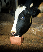 Farming, Farmland, farm, farms, Animal, Animals, Cow, Cows, dairy cow, dairy cows, dairy cattle, cattle, livestock, Friesian, Friesian cow, Friesian cows, Friesian cattle, Holstein Friesian, Holstein Friesian cow, Holstein Friesian cows, Holstein Friesian cattle, rural, grass, rural scene, rural scenes, agriculture, sky, skies, blue sky, blue skies, dairy farm, dairy farms, dairy farming.