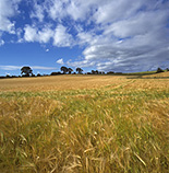 Agriculture, crop, crops, barley, barley crop, barley crops, barley field, barley fields, cereal grain, cereal crop, cereal crops.