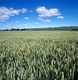 Farming, Farmland, farm, farms, Agriculture, rural, rural scene, rural scenes, crop, crops, wheat, wheat crop, wheat crops.