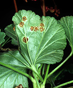 Flower, flowers, geranium, geraniums, disease, diseases, ruse, pelargonium rust, puccinia, pelargonii, puccinia pelargonii, pelargonium, pelargoniums.