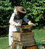 Insect, insects, bee, bees, beekeeping, beekeeper, beekeepers, hive, hives.
