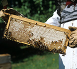 Insect, insects, bee, bees, beekeeping, beekeeper, beekeepers, hive, hives.
