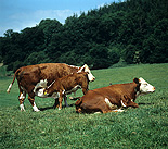 Farming, Farmland, farm, farms, Animal, Animals, Cow, Cows, cattle, calf, calves, hereford, herefords, young animal, young animals, baby animal, baby animals.