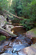 Australia, New South Wales, hastings, hastings valley, valley, valleys, tree, trees, forest, forests, rainforest, rainforests, creek, creeks, stream, streams, water.