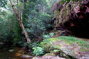 Australia, New South Wales, hastings, hastings valley, valley, valleys, tree, trees, forest, forests, rainforest, rainforests, creek, creeks, stream, streams, water.