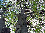 Australia, New South Wales, tree, trees, PL69,