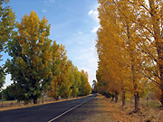 Australia, New South Wales, bathurst, autumn, autumn scene, autumn scales, tree, trees, poplus, poplar, poplars, poplar tree, poplar trees, road, roads, sealed, sealed road, sealed roads, PL69,