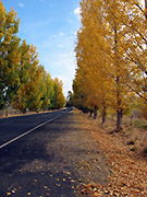 Australia, New South Wales, bathurst, autumn, autumn scene, autumn scales, tree, trees, poplus, poplar, poplars, poplar tree, poplar trees, road, roads, sealed, sealed road, sealed roads, PL69,