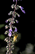 Insect, insects, bee, bees, honey.