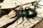 Insect, insects, beetle, beetles, black, black beetle, black beetles, stag, stag beetle, stag beetles, lucanus, cervus, lucanus cervus.