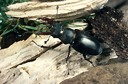Insect, insects, beetle, beetles, black, black beetle, black beetles, stag, stag beetle, stag beetles, lucanus, cervus, lucanus cervus.