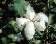 Rural, Rural Scene, Rural Scenes, Farming, Farmland, farm, farms, Agriculture, crop, crops, cotton, cotton crop, cotton crops, cotton farming, cotton industry, cotton field, cotton fields, cotton crop, cotton growing, cotton belt, cotton belts, crops, Louisianna, rural, rural scene, rural scenes.