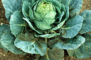 Vegetable, vegetables, sprout, sprouts, brussel sprout, brussel sprouts, mould, sooty mould, disease, diseases, NC26