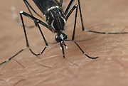 Insect, insects, mozzie, mozzies, mosquito, mosquitos, mosquitoes, egyptian, egyptian mosquito, egyptian mosquitoes, aedes, aegyptii, aedes aegyptii, yellow fever, fever, fevers, skin, human skin.