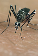 Insect, insects, mozzie, mozzies, mosquito, mosquitos, mosquitoes, egyptian, egyptian mosquito, egyptian mosquitoes, aedes, aegyptii, aedes aegyptii, yellow fever, fever, fevers, skin, human skin.