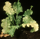 Vegetable, vegetables, sugar beet, yellow vein, rhizomania, necrotic yellow vein.