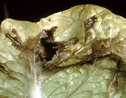 Vegetable, vegetables, lettuce, lettuces, lactuca, sativa, lactuca sativa, mildew, downy, downy mildew, bremia, lactucae, myceliium, necrosis.