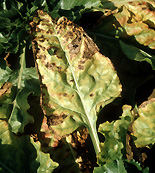 Vegetable, vegetables, sugar beet, leaf spot, alternaria, alternaria leaf spot, alternaria, tenuis, alternaria tenuis.