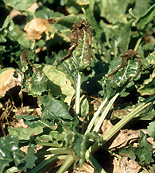 Vegetable, vegetables, sugar beet, leaf spot, alternaria, alternaria leaf spot, alternaria, tenuis, alternaria tenuis.