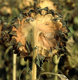 Sunflowers, Photos of Sunflowers, Flowers growing, Helianthus annuus, Yellow flowers, Garden flowers, Floral images, Flower pictures, Nature.