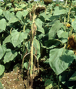 Sunflowers, Photos of Sunflowers, Flowers growing, Helianthus annuus, Yellow flowers, Garden flowers, Floral images, Flower pictures, Nature.