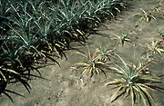 ROOT ROT (PHYTOPHTHORA SPP) AFFECTING DYING PINEAPPLES (LEFT) COMPARED TO TREATED PLANTS (RIGHT)