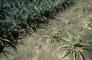 Food, fruit, pineapple, pineapples, ananas, ananas comosus, tropical fruit, tropical fruits, root rot, pineapple root rot, phytophthora.