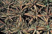 Food, fruit, pineapple, pineapples, ananas, ananas comosus, tropical fruit, tropical fruits, root rot, pineapple root rot, phytophthora.