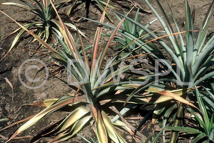 ROOT ROT (PHYTOPHTHORA SPP) AFFECTING DYING PINEAPPLES