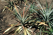 ROOT ROT (PHYTOPHTHORA SPP) AFFECTING DYING PINEAPPLES