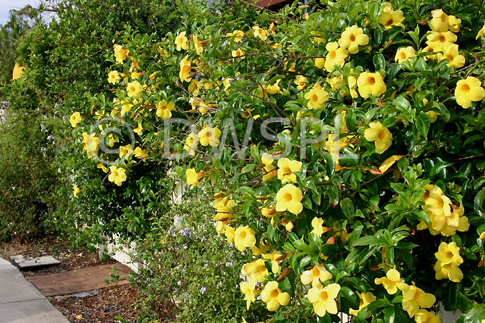 vines fences flowering on flowers trumpet flower, vine, buttercup vines, buttercup golden