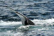 Australia, whale, whales, mammal, mammals, baleen, humpback, humpback whale, humpback whales, baleen whale, baleen whales, megaptera, novaeangliae, gold coast, qld, queensland.