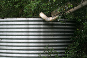 Australia, New South Wales, chillingham, tank, tanks, water, water tank, water tanks, corrugated, corrugated iron, pipe, pipes, iron, corrugated, corrugated iron, rainwater, rainwater tank, rainwater tanks.