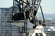 Australia, qld, queensland, gold coast, industry, crane, cranes, machine, machines, machinery, construction, construction industry, building industry, construction site, constructions sites, building site, building sites, house, houses, housing.