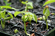 Food, vegetable, vegetables, bean, beans, seedling, seedlings, pot, pots, potted.