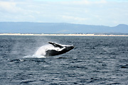 Australia, whale, whales, mammal, mammals, baleen, humpback, humpback whale, humpback whales, baleen whale, baleen whales, megaptera, novaeangliae, gold coast, qld, queensland.