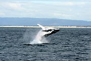 Australia, whale, whales, mammal, mammals, baleen, humpback, humpback whale, humpback whales, baleen whale, baleen whales, megaptera, novaeangliae, gold coast, qld, queensland.