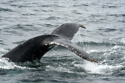 Australia, whale, whales, mammal, mammals, baleen, humpback, humpback whale, humpback whales, baleen whale, baleen whales, megaptera, novaeangliae, gold coast, qld, queensland.